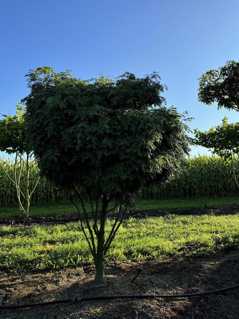 Gleditsia triacanthos 'Elegantissima' Dachform