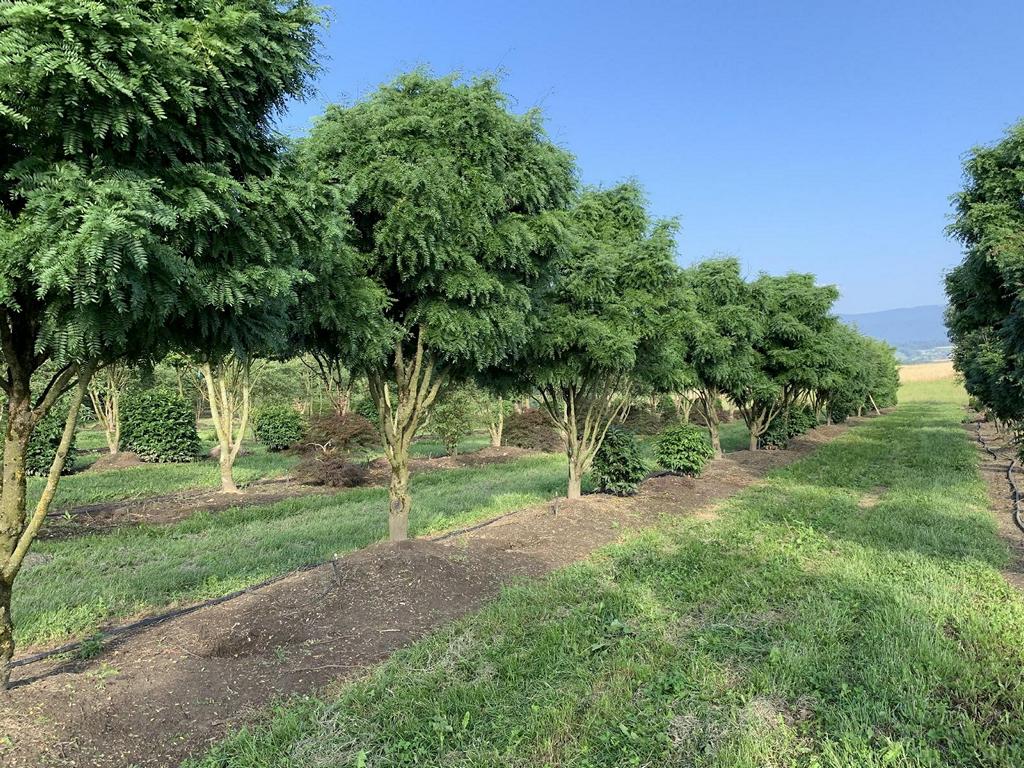 Carpinus japonica dachförmig