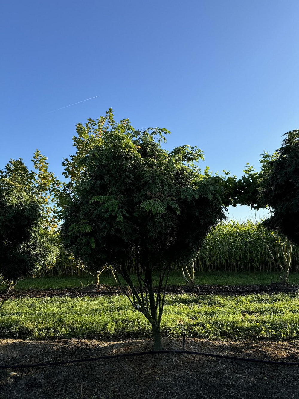 Gleditsia triacanthos 'Elegantissima' Dachform