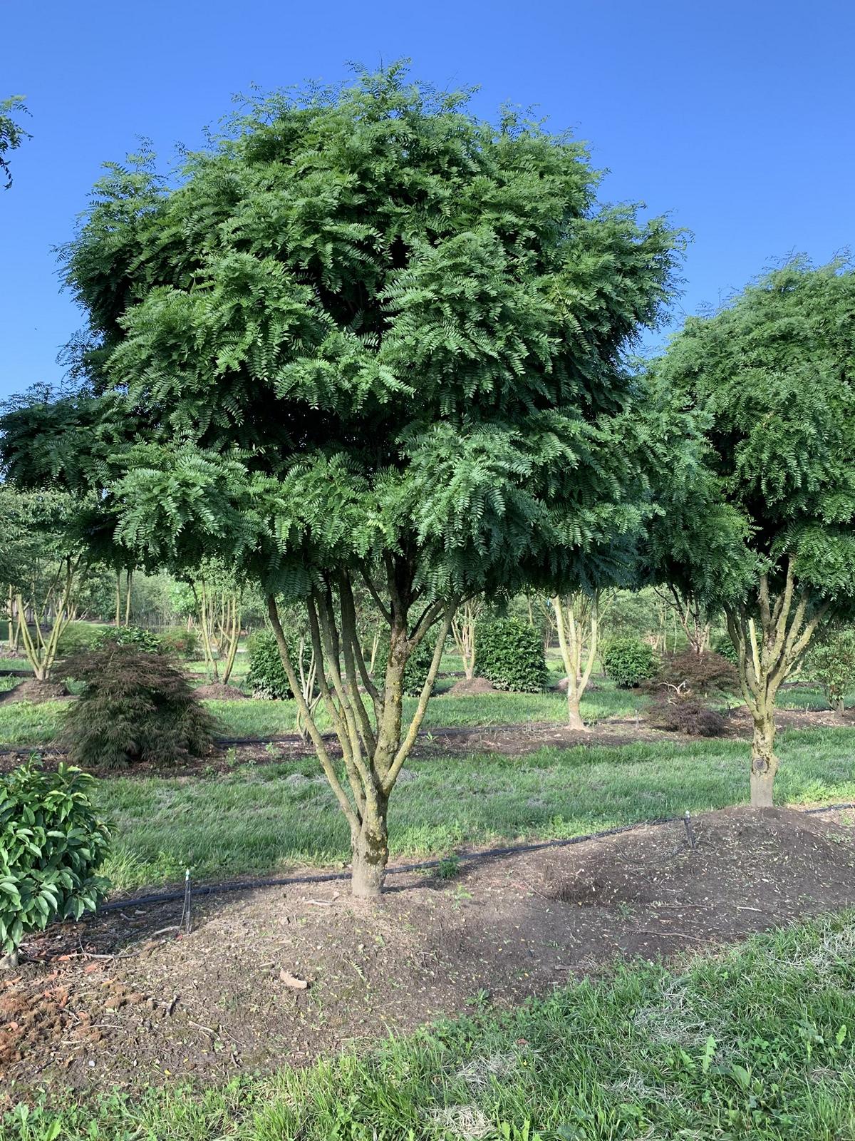 Gleditsia triacanthos 'Elegantissima' Dachform