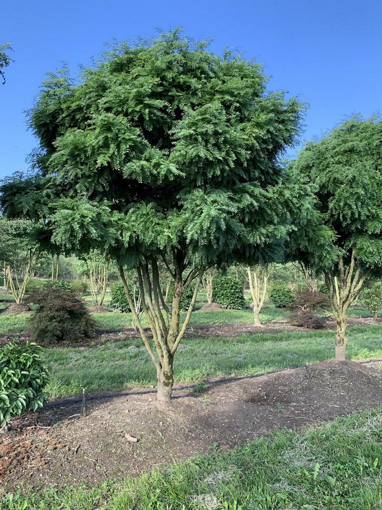 Carpinus japonica dachförmig