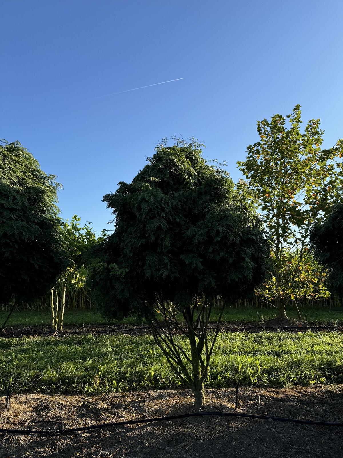 Gleditsia triacanthos 'Elegantissima' Dachform