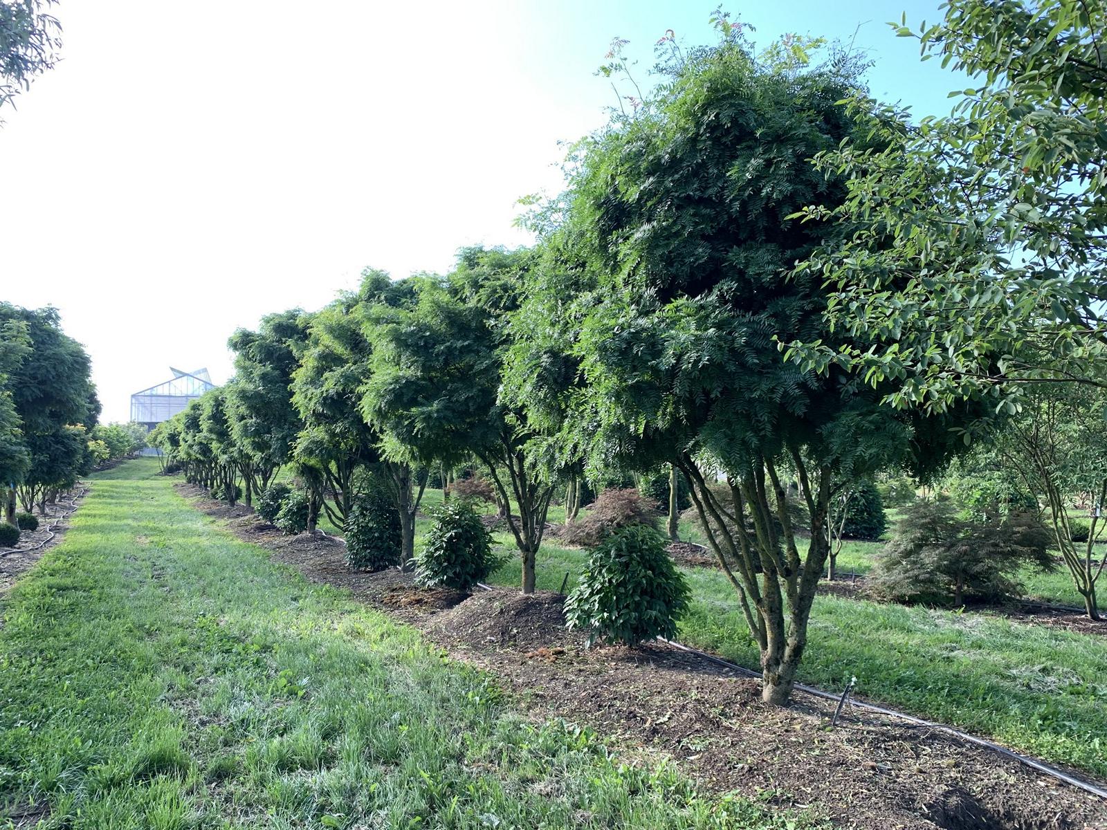 Gleditsia triacanthos 'Elegantissima' Dachform