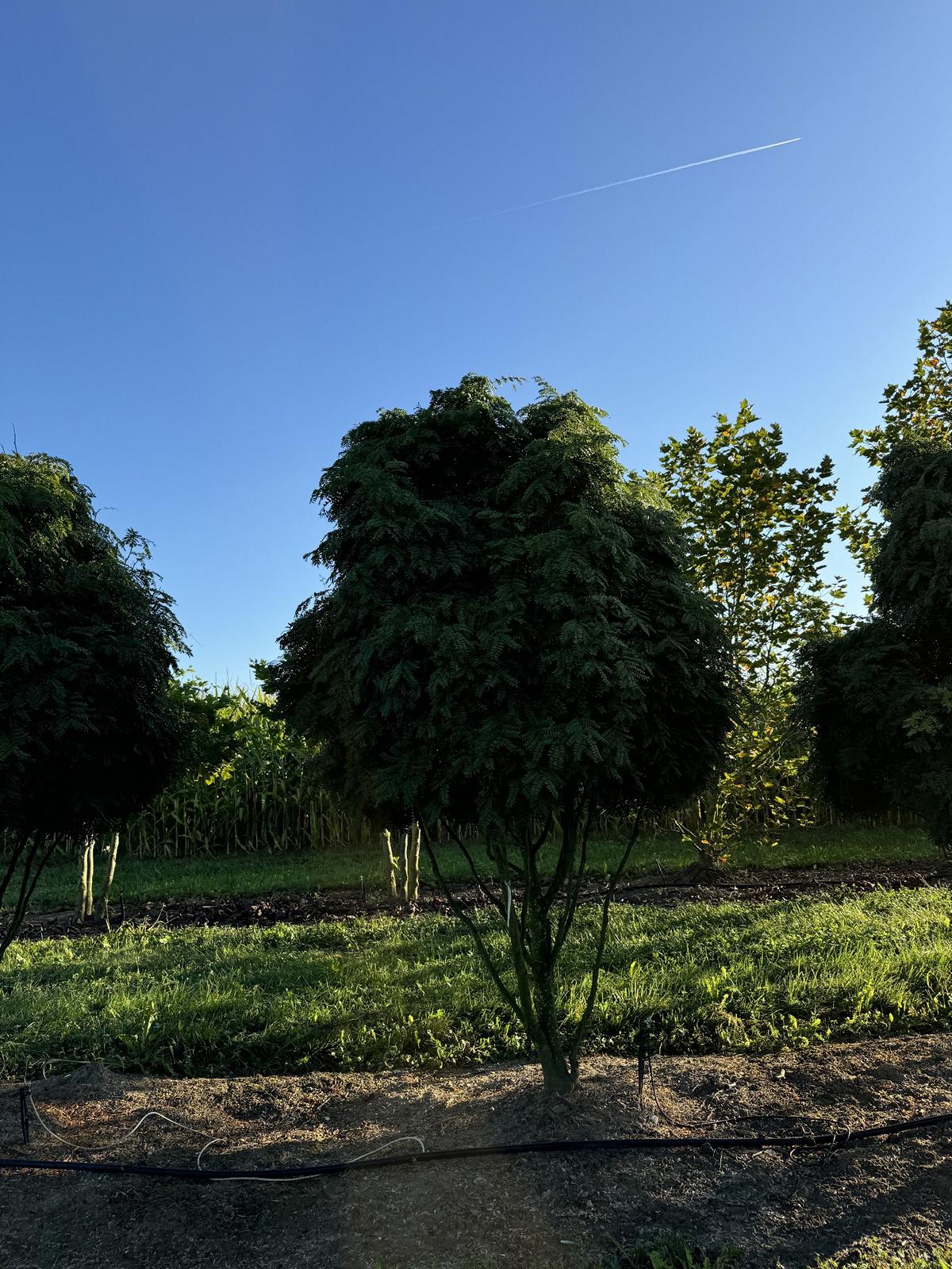 Gleditsia triacanthos 'Elegantissima' Dachform