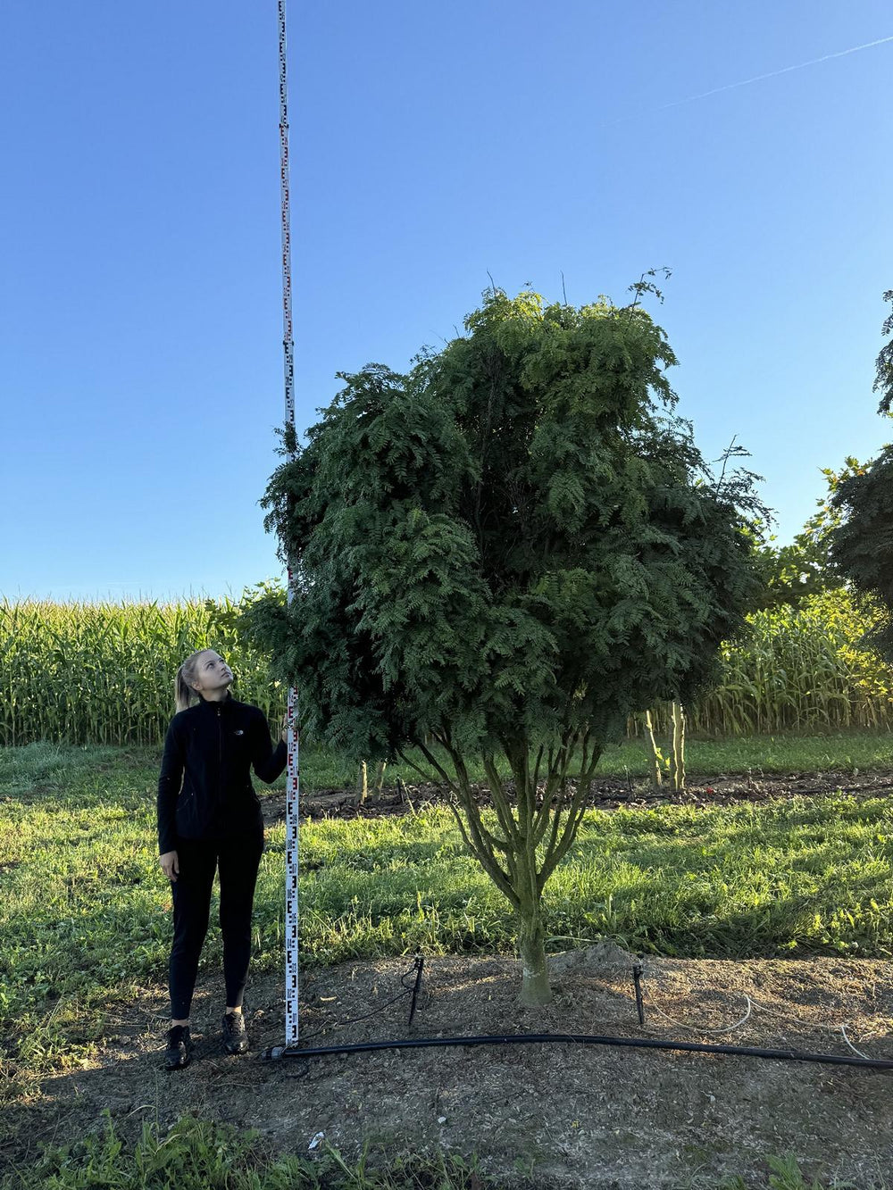 Gleditsia triacanthos 'Elegantissima' Dachform