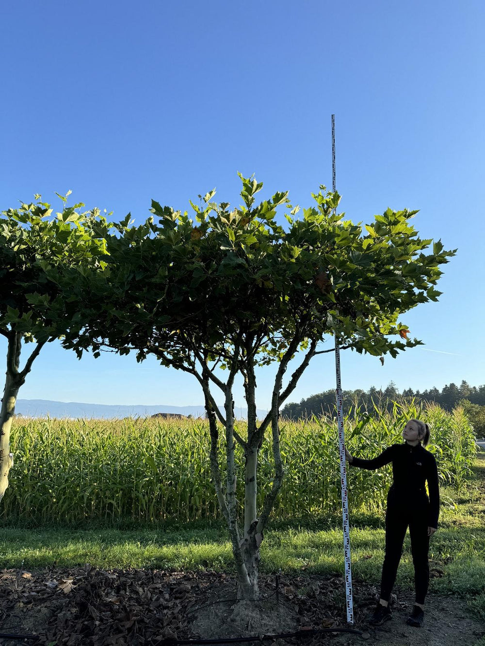 Platanus hispanica (x) dachförmig