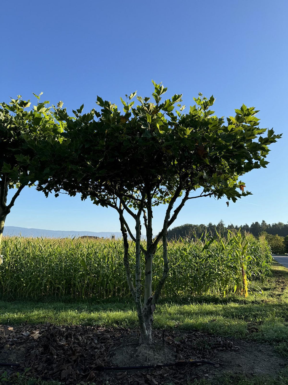 Platanus hispanica (x) dachförmig