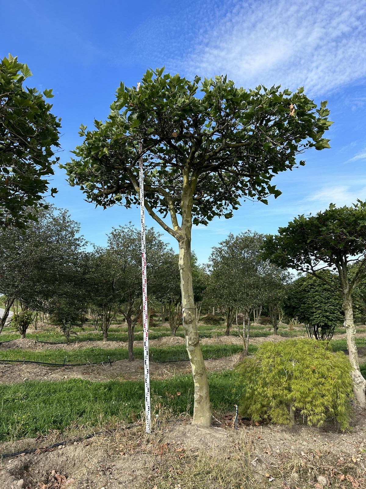 Platanus hispanica (x) dachförmig