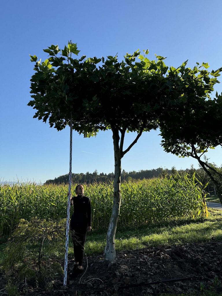 Platanus hispanica (x) dachförmig
