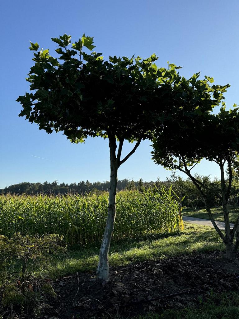 Platanus hispanica (x) dachförmig