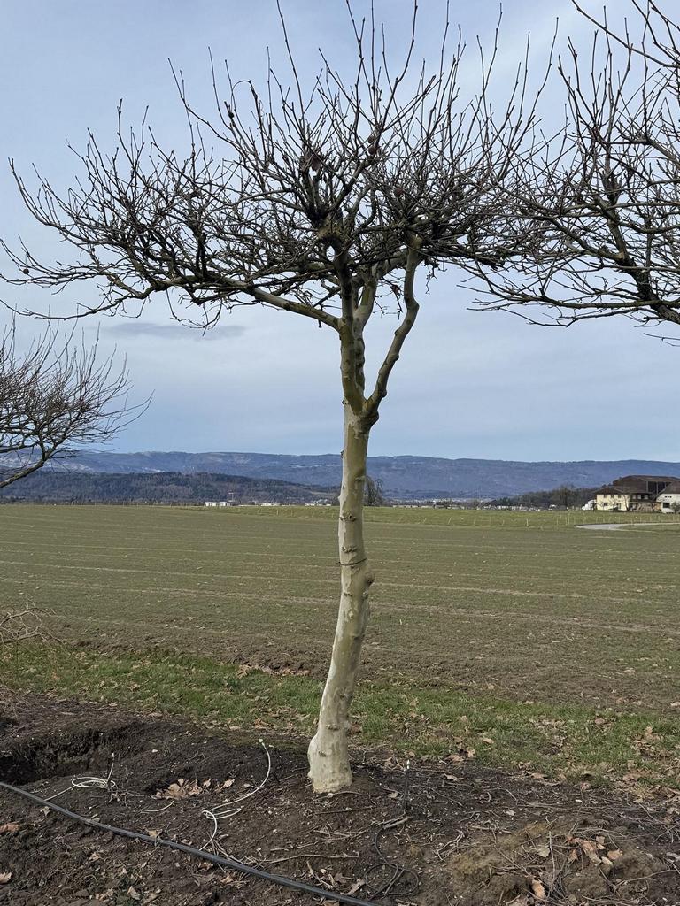 Platanus hispanica (x) dachförmig