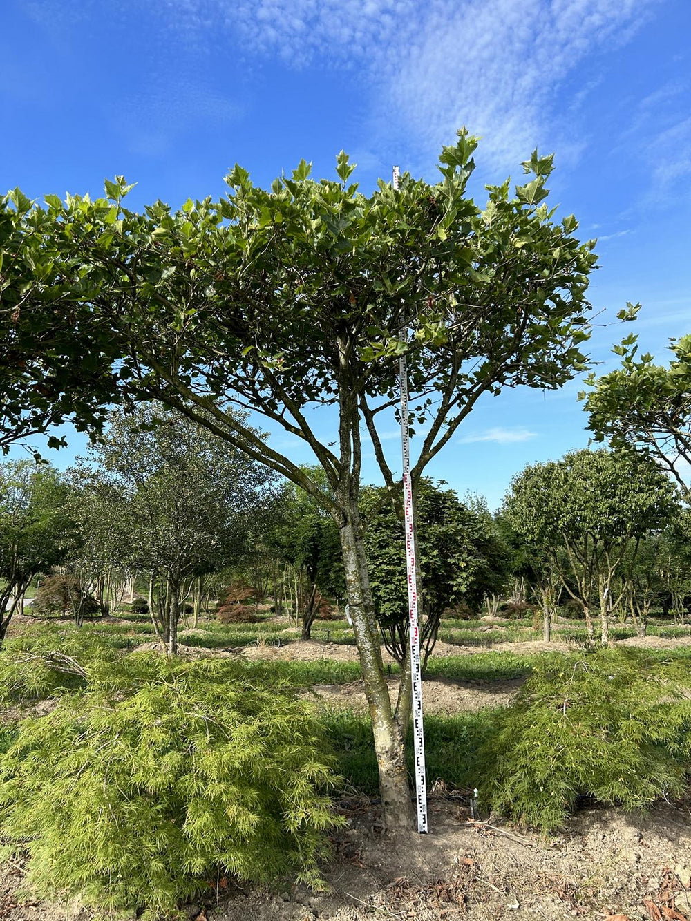 Platanus hispanica (x) dachförmig