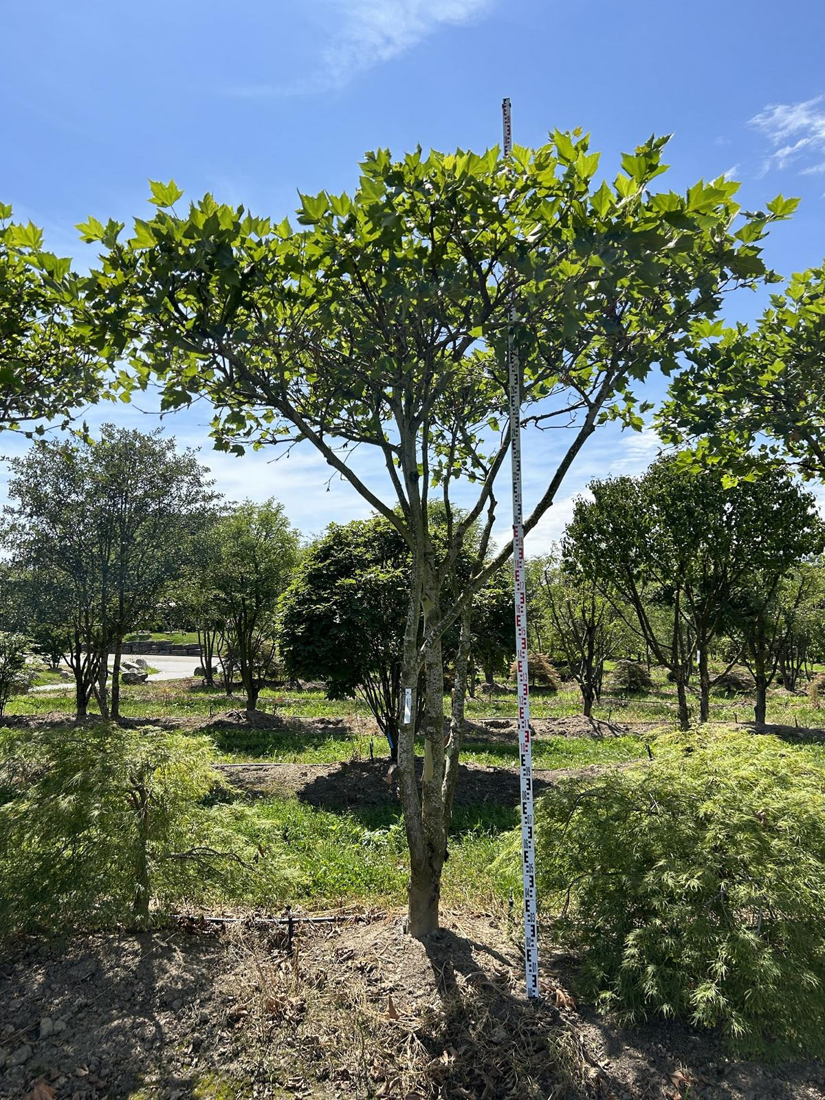 Platanus hispanica (x) dachförmig