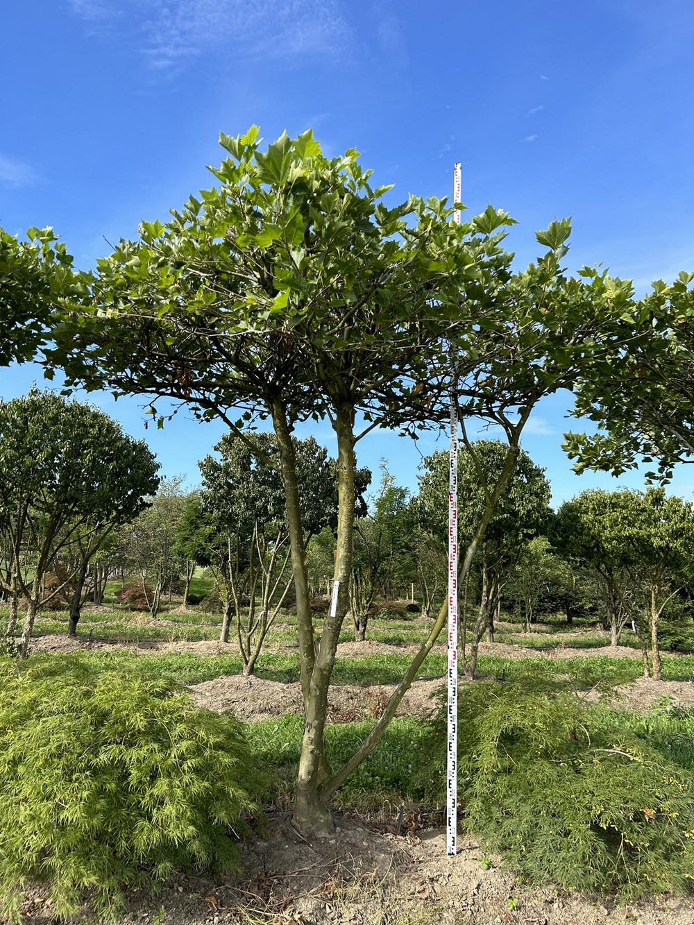 Platanus hispanica (x) dachförmig