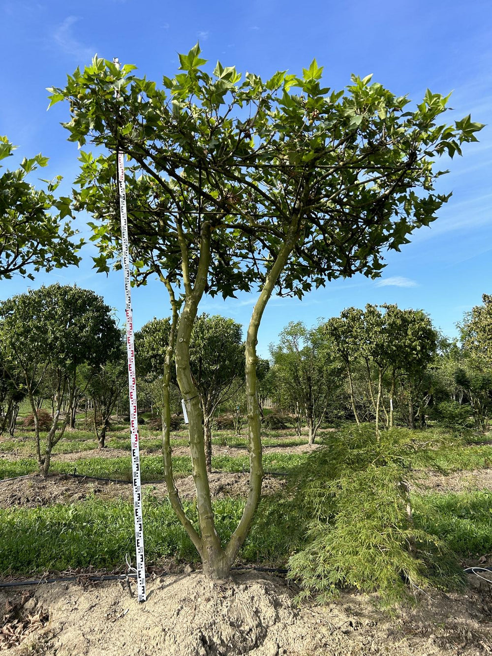 Platanus hispanica (x) dachförmig