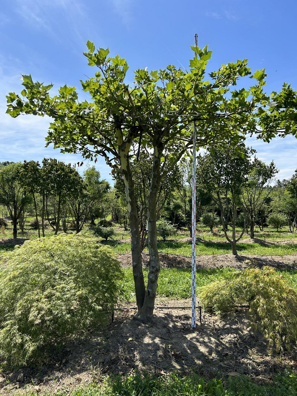 Platanus hispanica (x) dachförmig