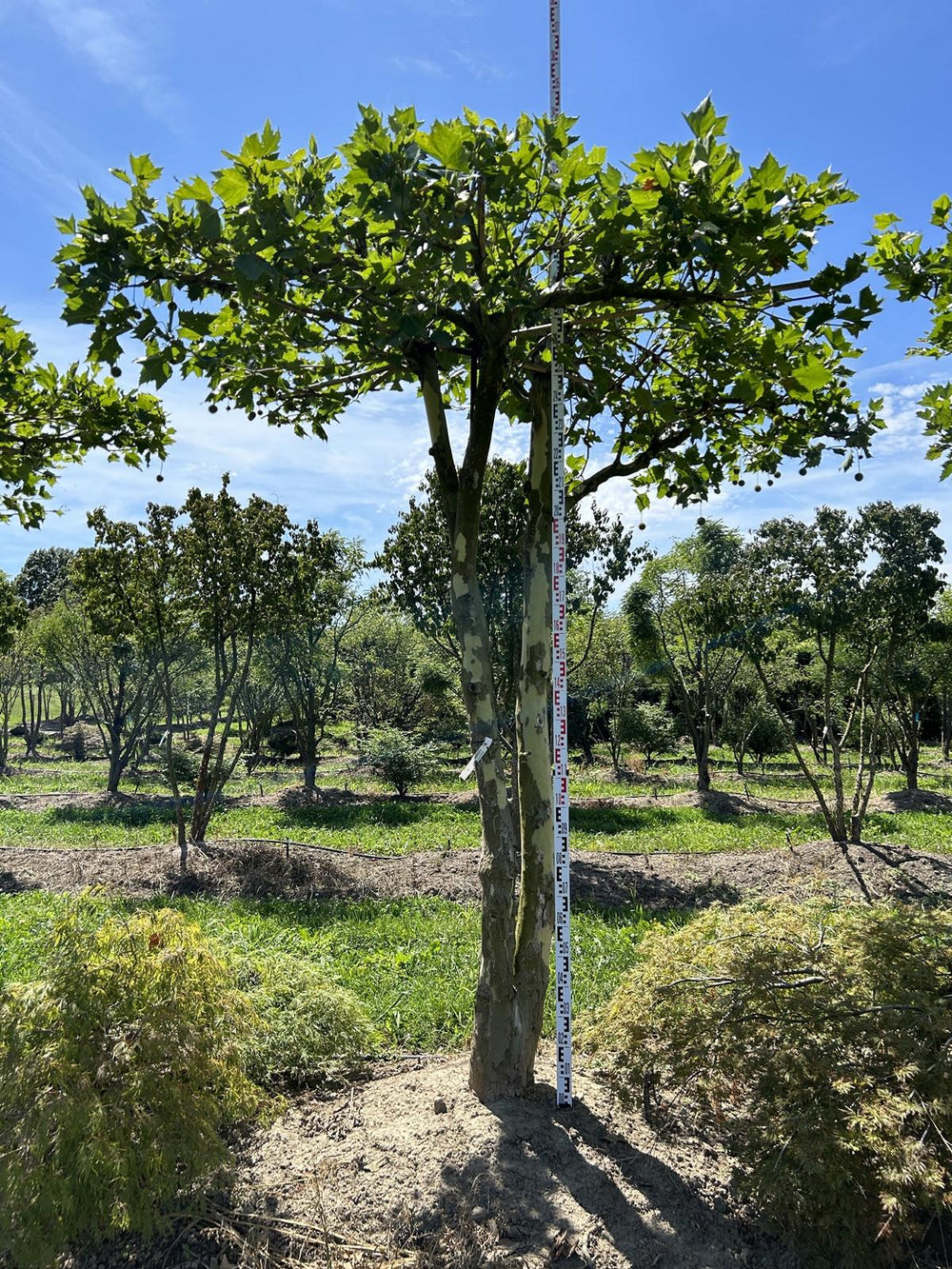 Platanus hispanica (x) dachförmig