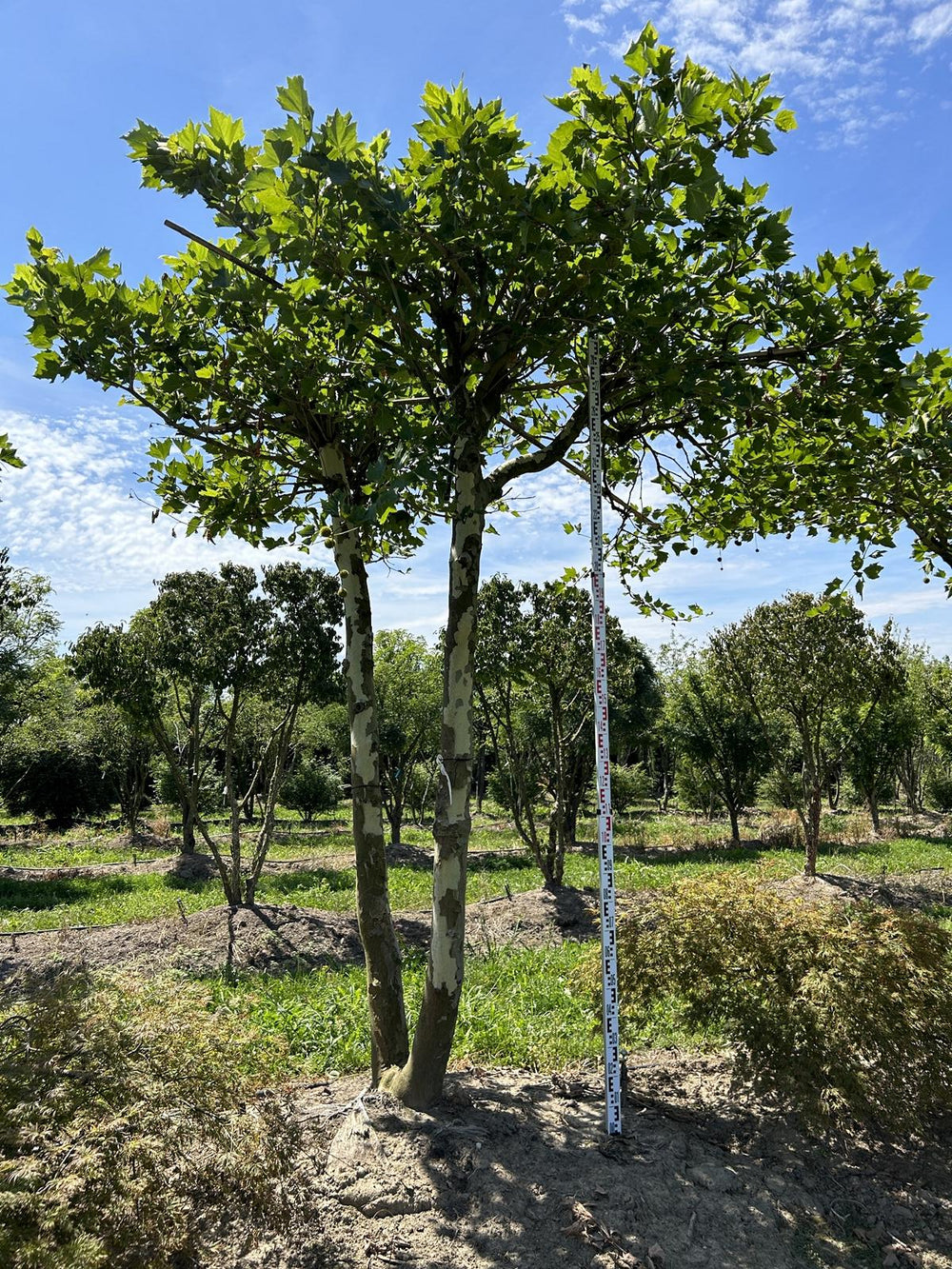 Platanus hispanica (x) dachförmig