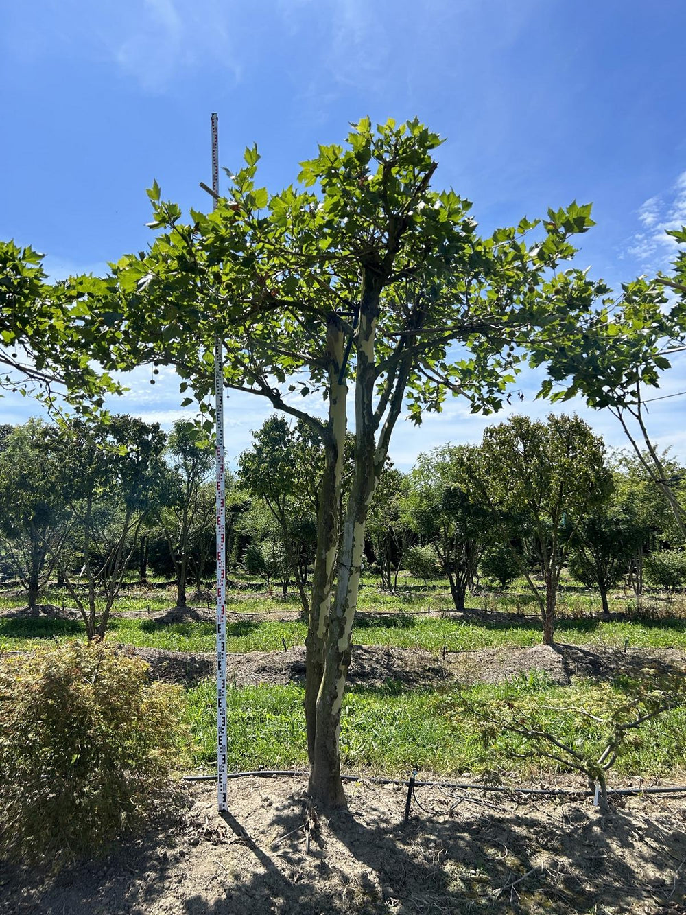 Platanus hispanica (x) dachförmig