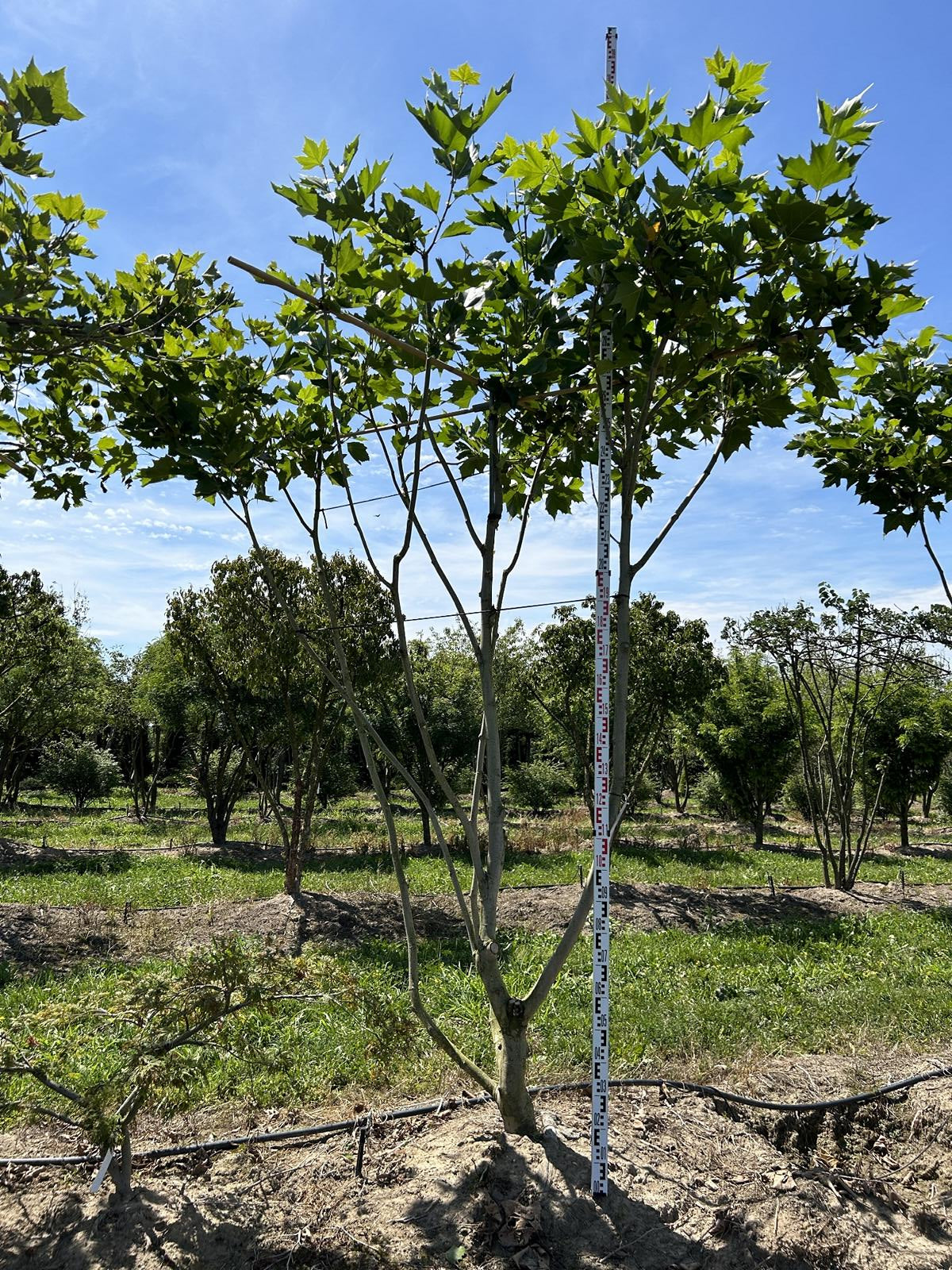 Platanus hispanica (x) dachförmig