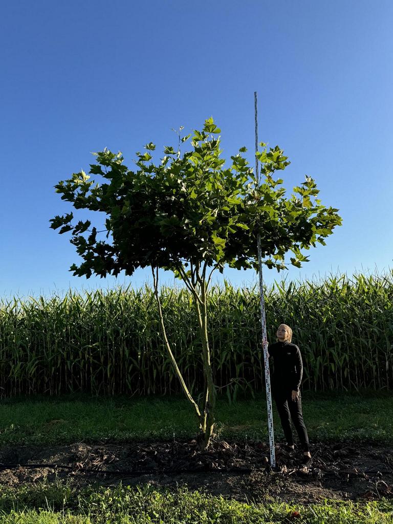 Platanus hispanica (x) dachförmig