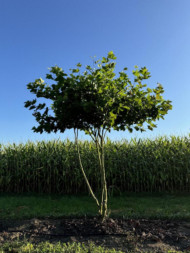 Platanus hispanica (x) dachförmig