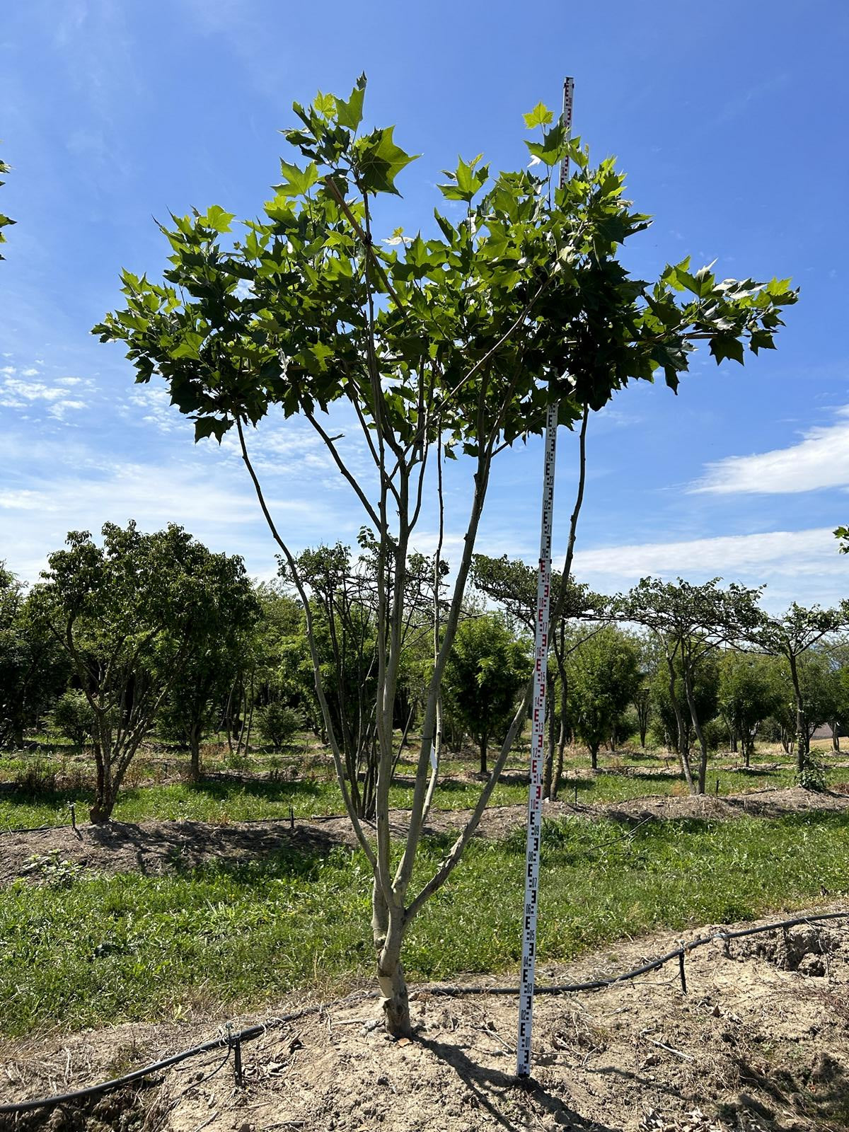 Platanus hispanica (x) dachförmig