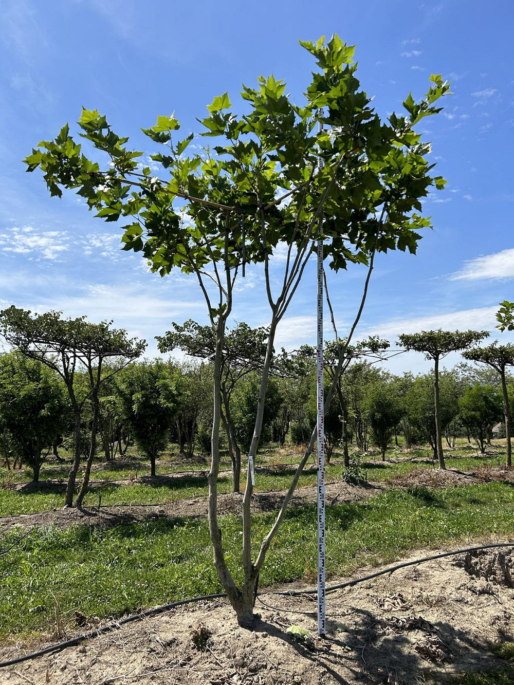 Platanus hispanica (x) dachförmig