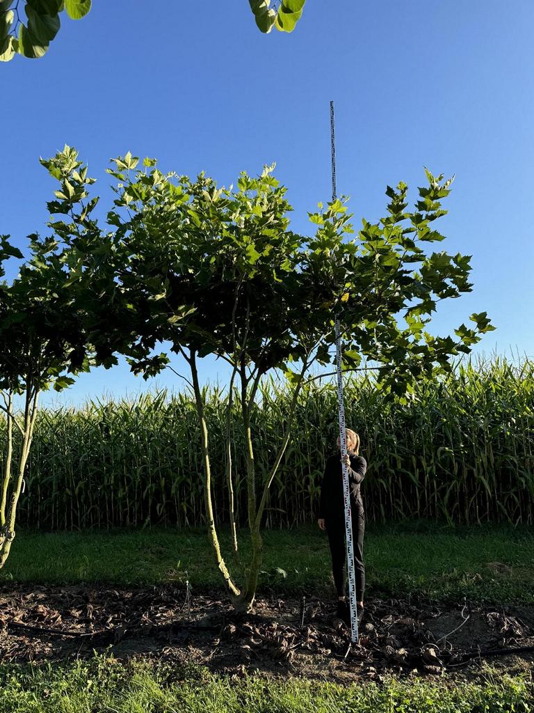 Platanus hispanica (x) dachförmig