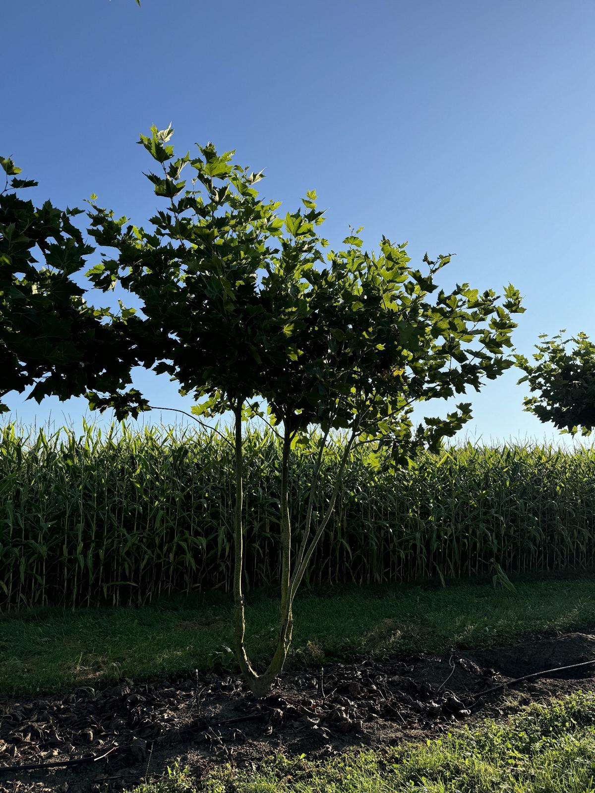 Platanus hispanica (x) dachförmig