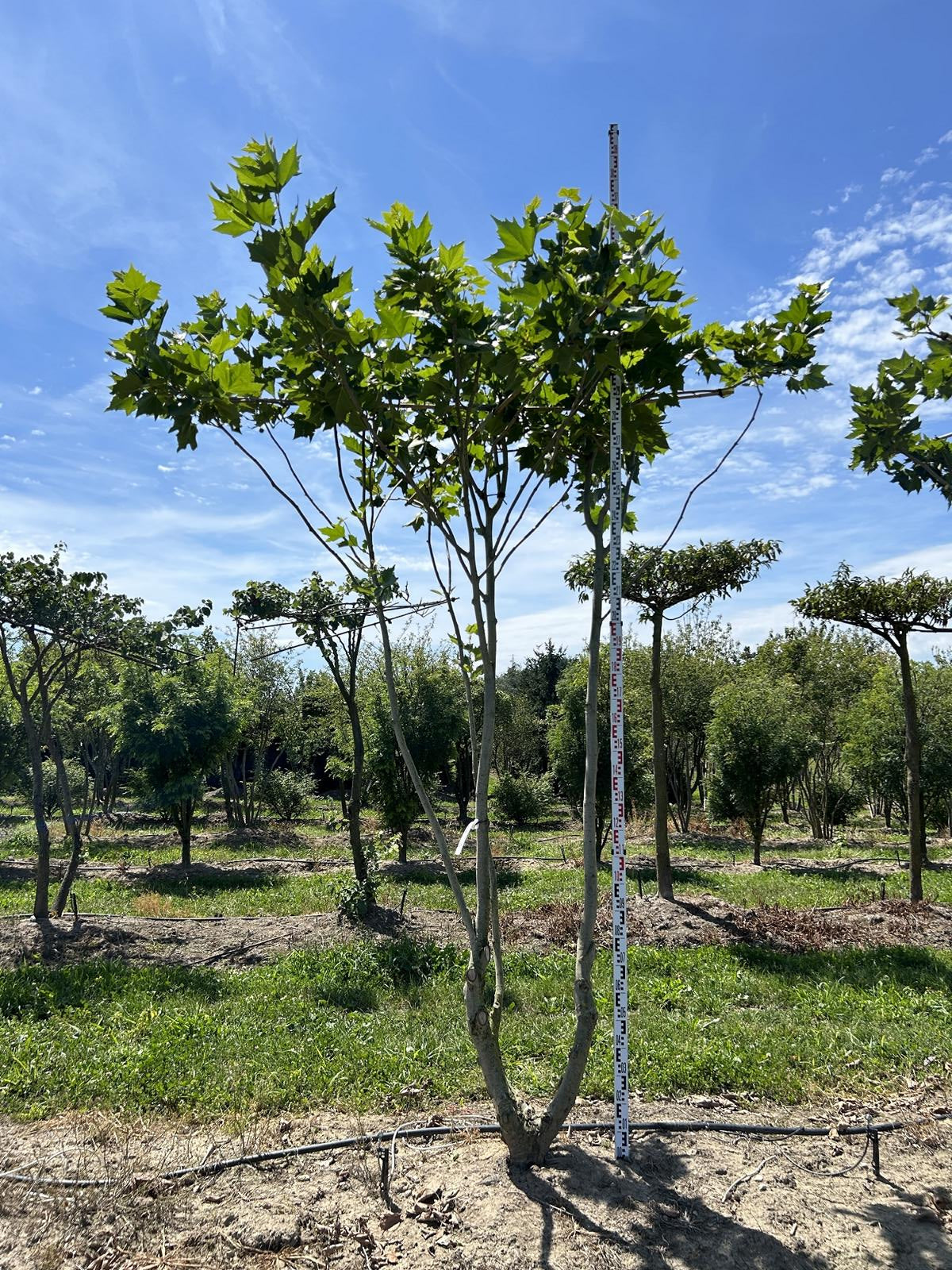 Platanus hispanica (x) dachförmig