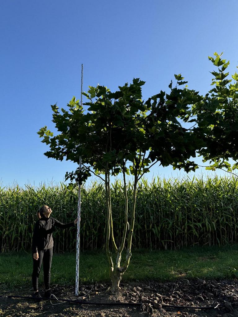 Platanus hispanica (x) dachförmig