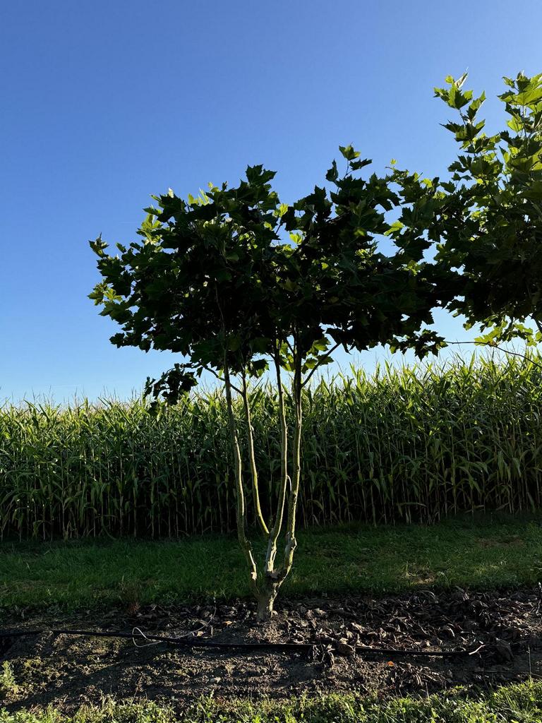 Platanus hispanica (x) dachförmig
