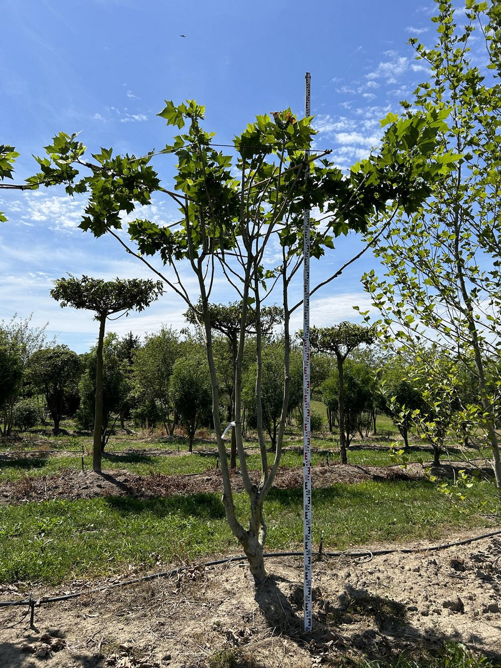 Platanus hispanica (x) dachförmig