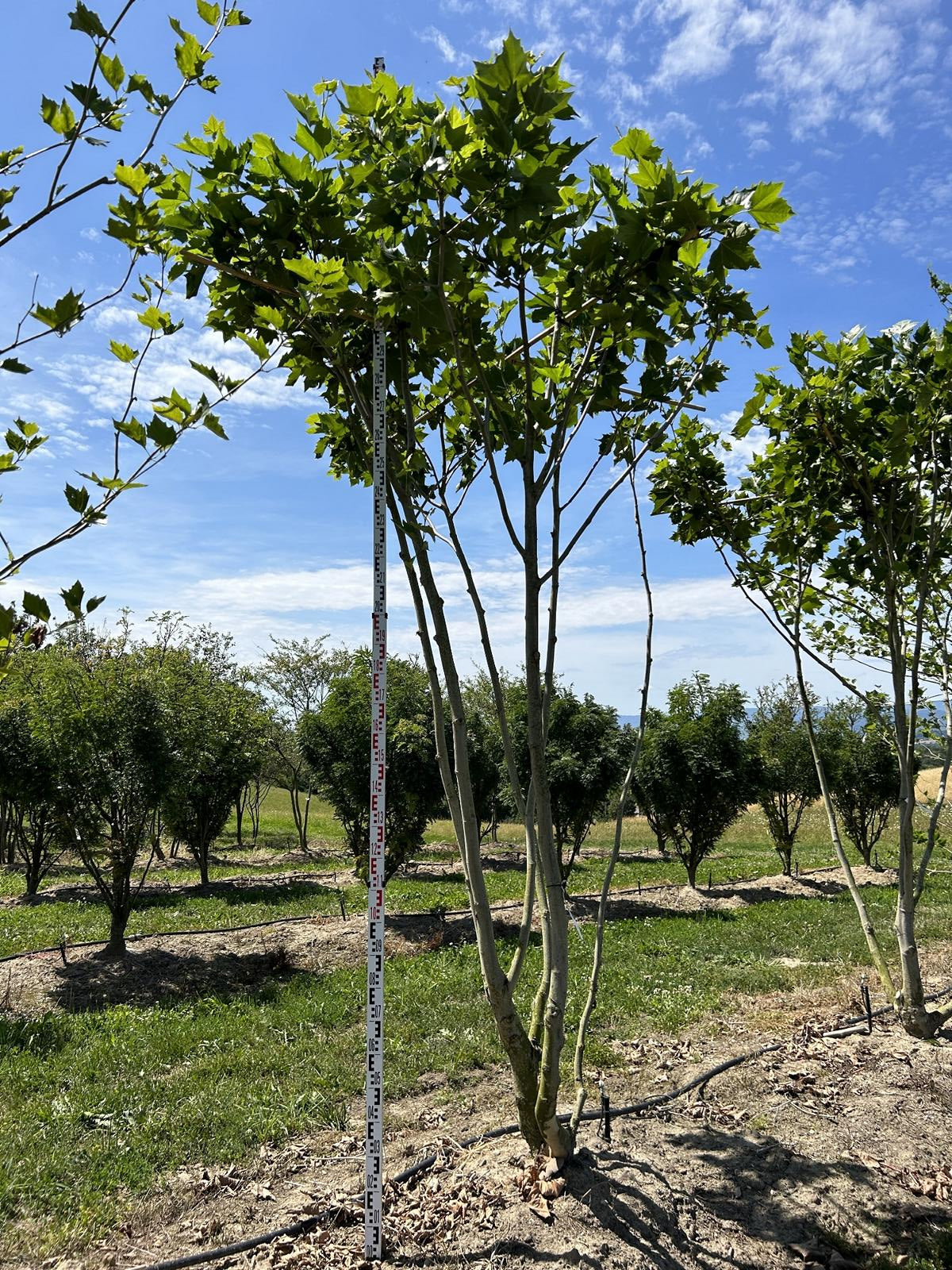 Platanus hispanica (x) dachförmig