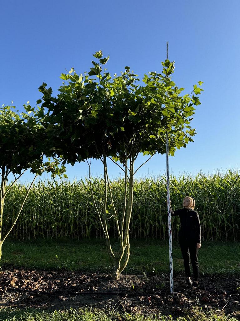 Platanus hispanica (x) dachförmig