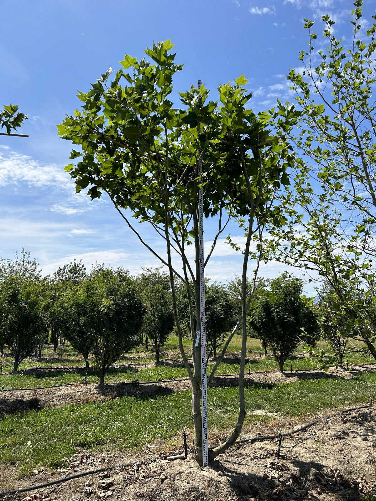 Platanus hispanica (x) dachförmig