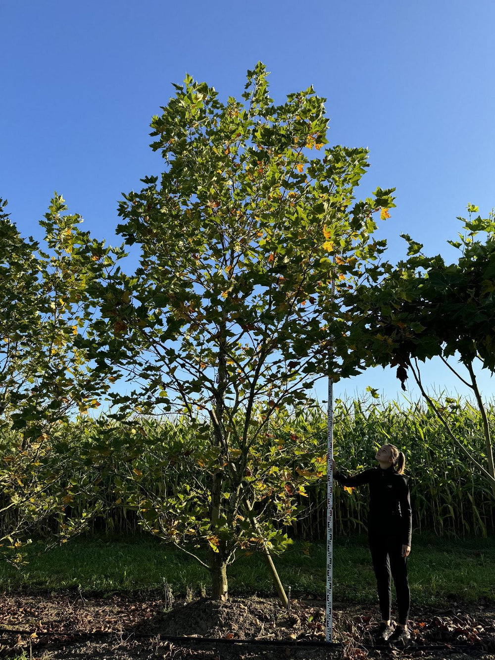 Platanus hispanica (x)