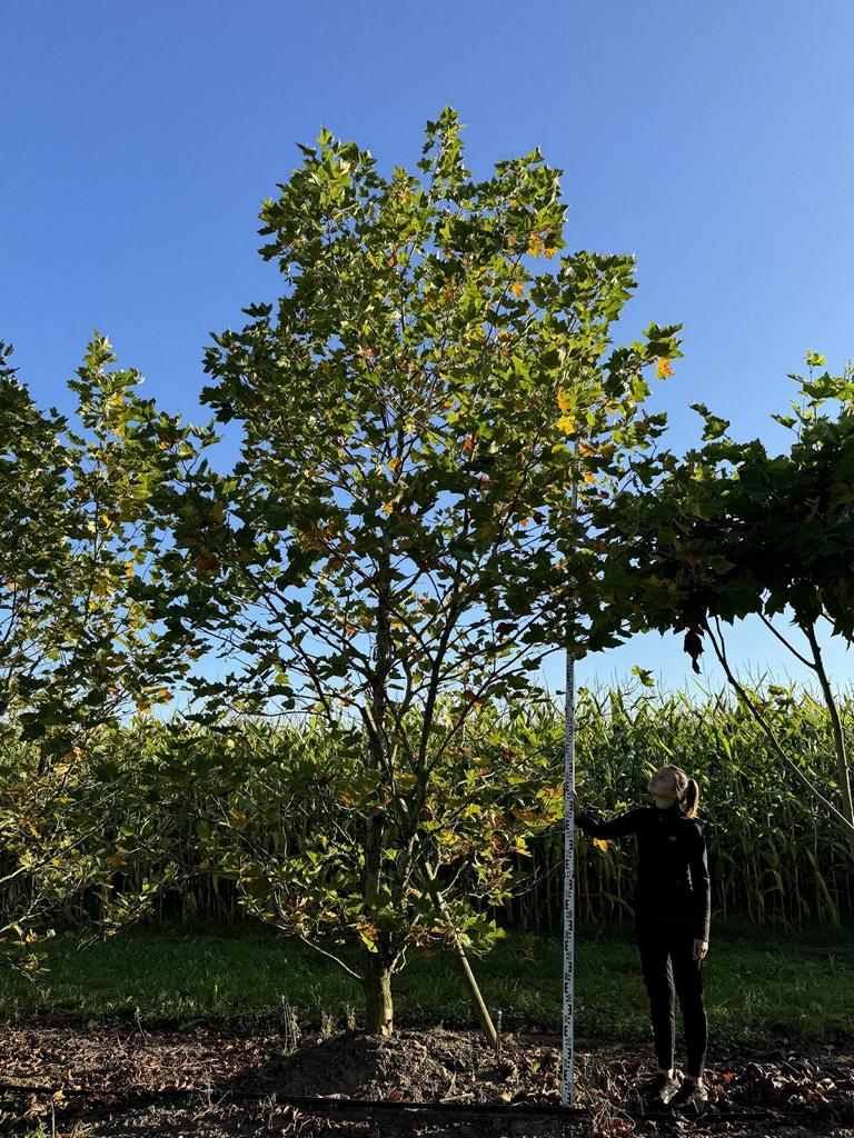 Platanus hispanica (x) dachförmig
