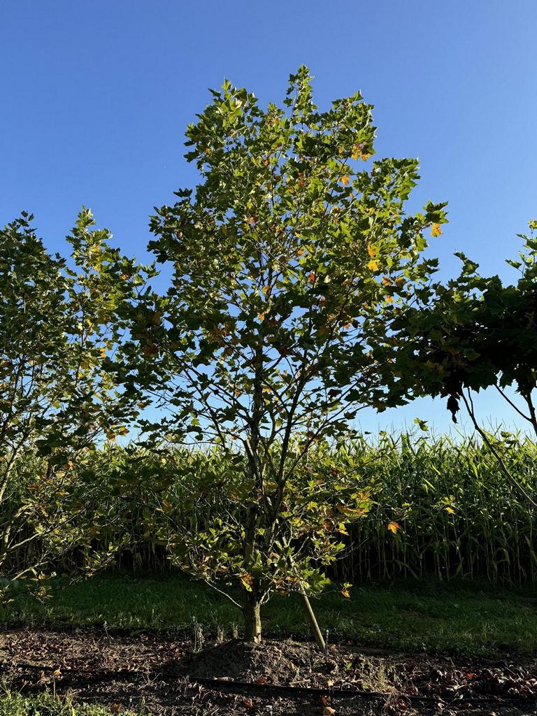 Platanus hispanica (x) dachförmig