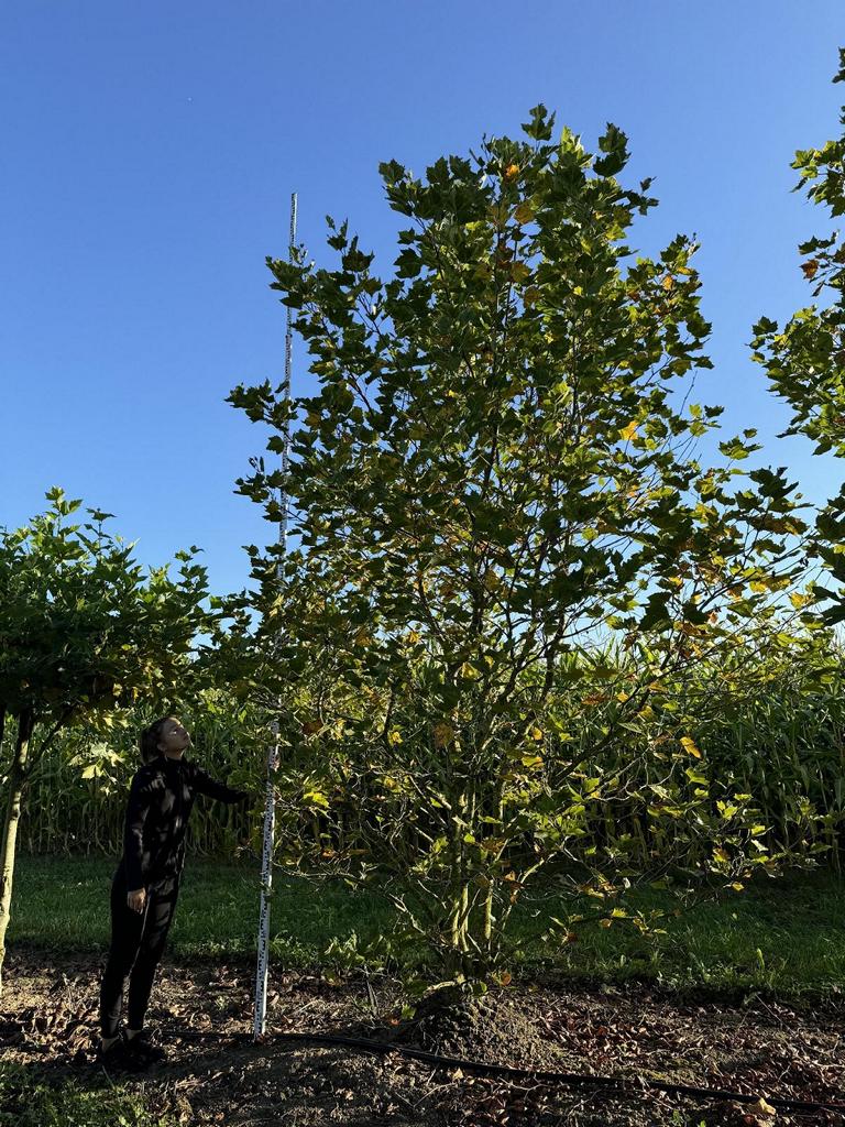 Platanus hispanica (x) dachförmig