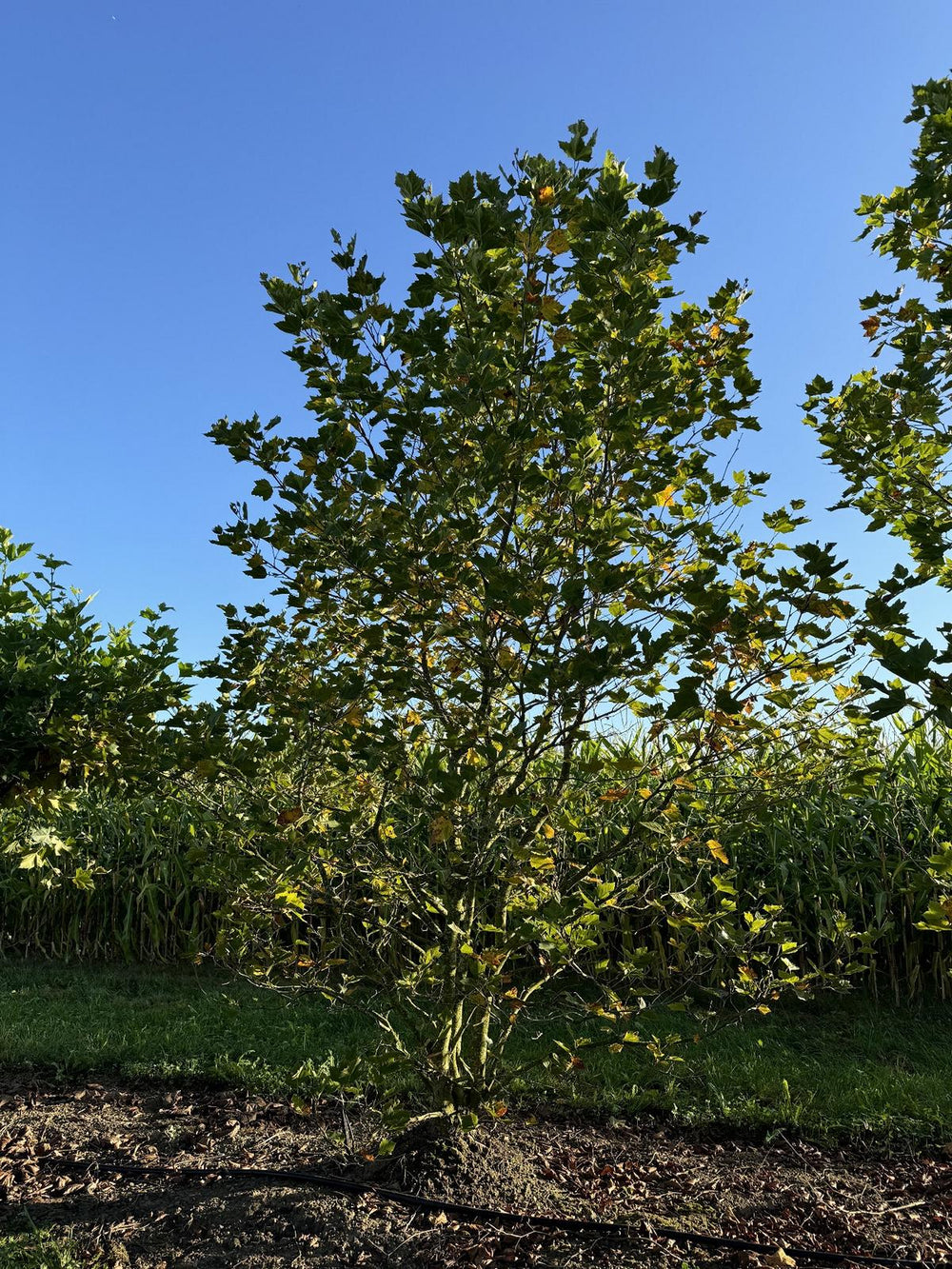 Platanus hispanica (x)