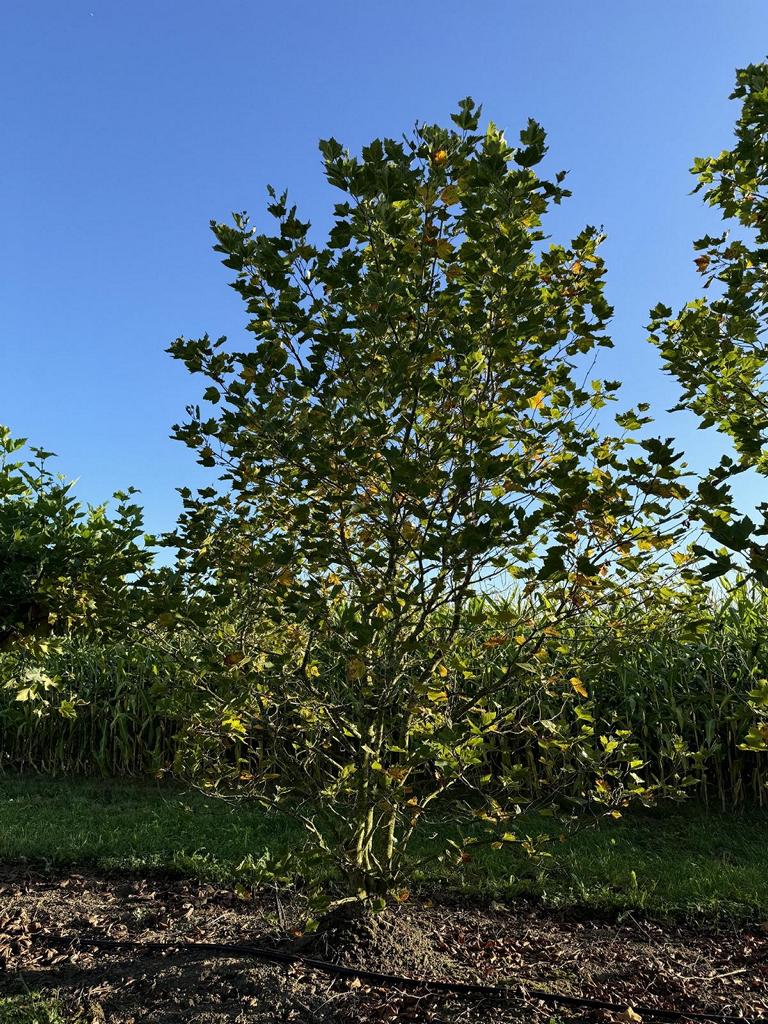 Platanus hispanica (x) dachförmig