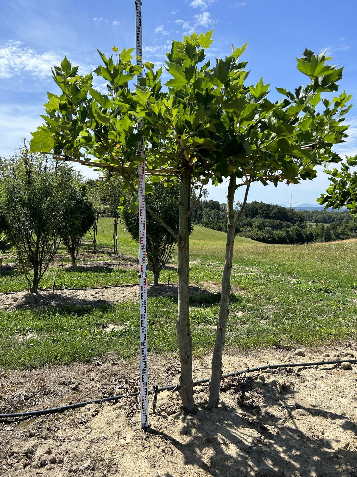 Platanus hispanica (x) dachförmig