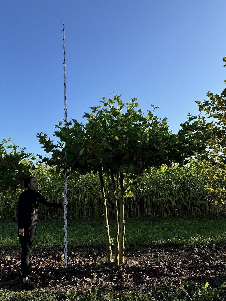 Platanus hispanica (x) dachförmig