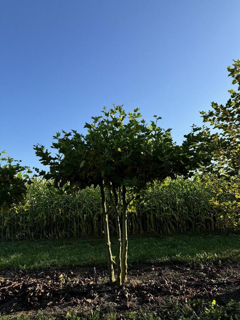Platanus hispanica (x) dachförmig