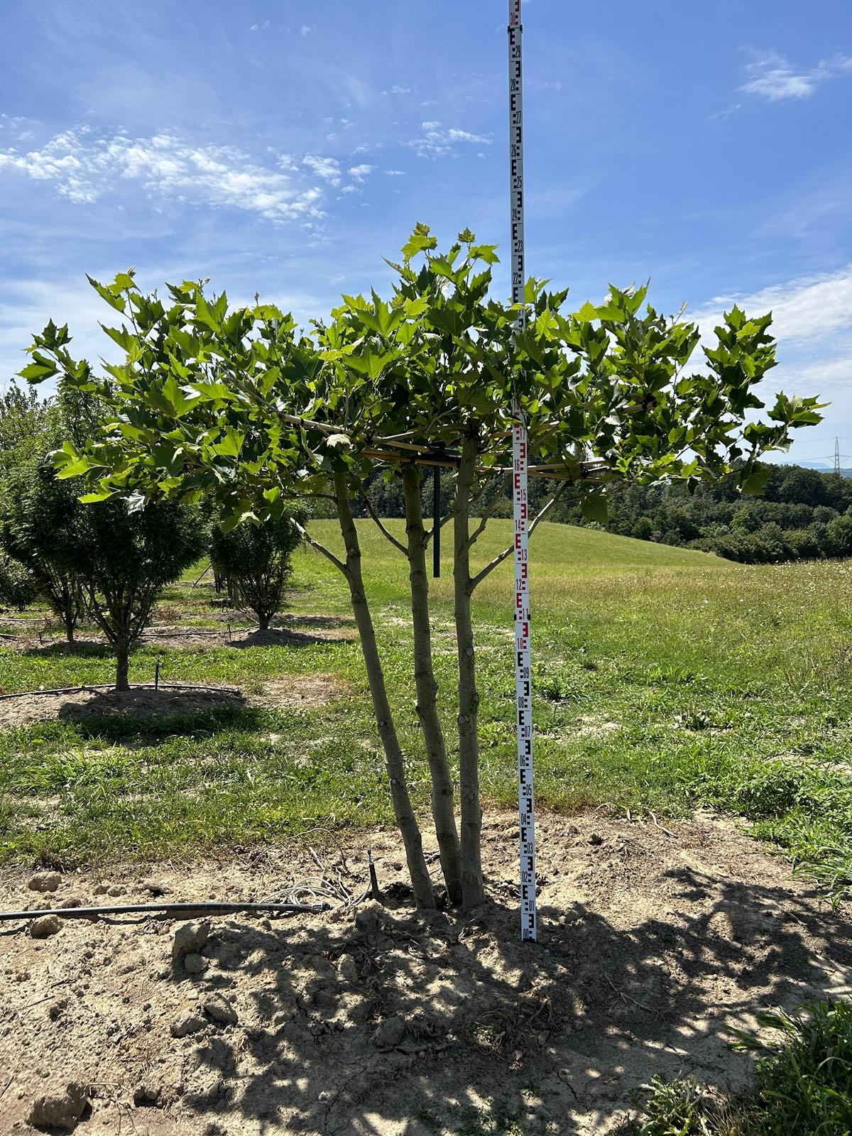 Platanus hispanica (x) dachförmig