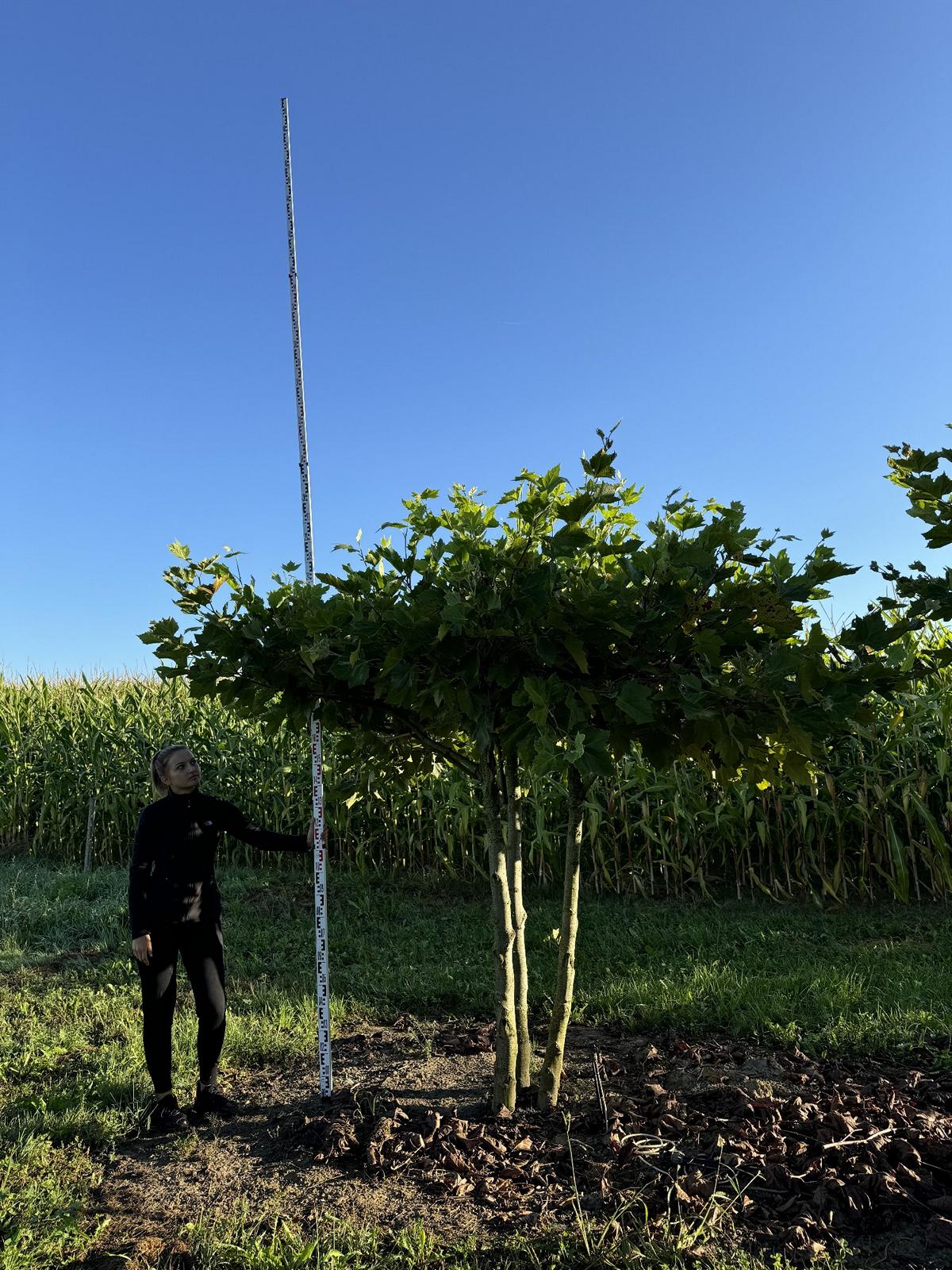 Platanus hispanica (x) dachförmig