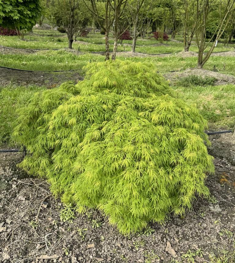 Acer palmatum 'Dissectum'