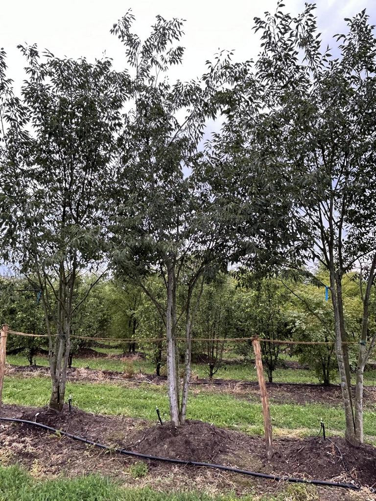 Celtis australis Schirmform